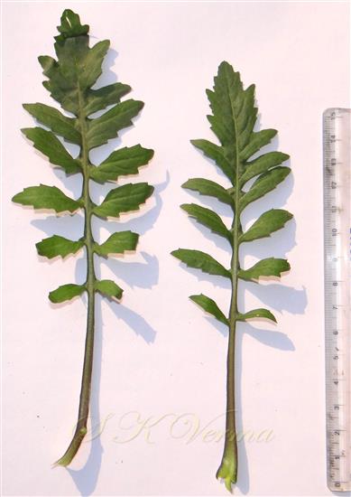  Basal leaves